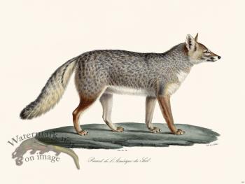 Cuvier 169 Fox S America